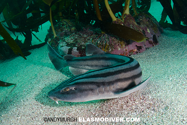 Lined Catshark Or Pyjama Shark Pictures Images Of Poroderma Africanum